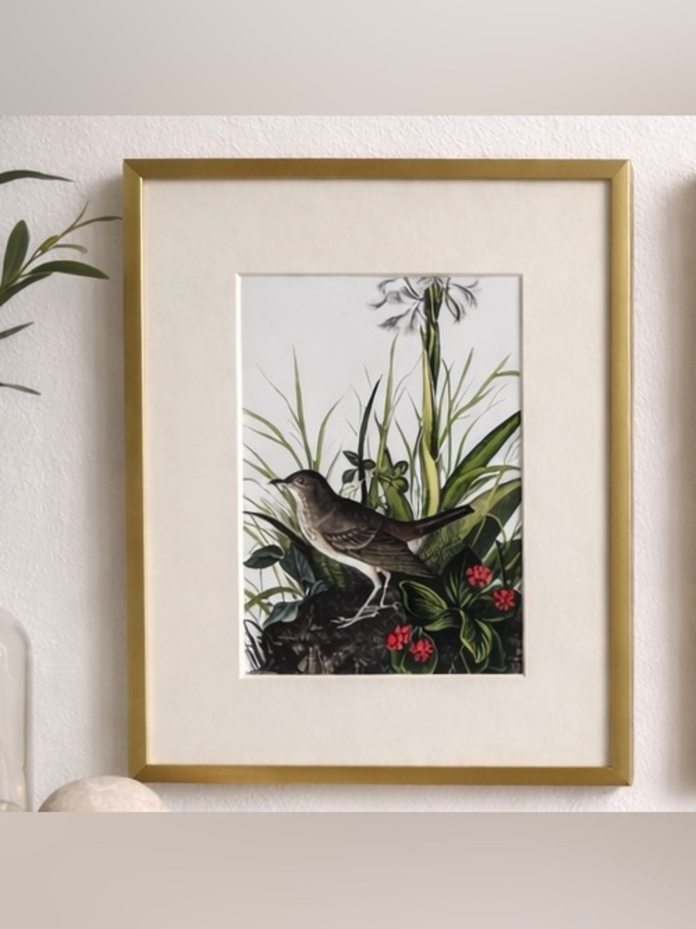 Audubon Tawny Thrush Illustration in Substantial Gold Frame with Cream Mat